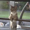 Fury - 1 Jahr alt- Blind -FelV+verspielt