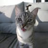 Fury - 1 Jahr alt- Blind -FelV+verspielt