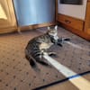 Tigermädchen Flia sucht ihre Familie