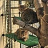 Tigermädchen Flia sucht ihre Familie