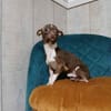Alex-winziges Herzauf vier 🐾