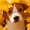 Milo 💚💚💚 Süßes Hundekind