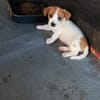 Milo 💚💚💚 Süßes Hundekind
