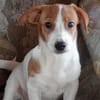 Milo 💚💚💚 Süßes Hundekind