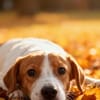 Milo 💚💚💚 Süßes Hundekind
