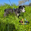 Eddie auf Pflegestelle in Borken