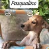 Pasqualino 🍀🍀🍀 ist ein kleiner Knirps