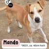 MANDO- kleiner Hund, großes Herz