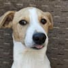 MANDO- kleiner Hund, großes Herz