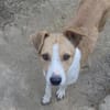 MANDO- kleiner Hund, großes Herz