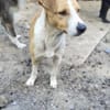 MANDO- kleiner Hund, großes Herz