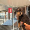 Kleinbleibende Kimberley sucht Zuhause