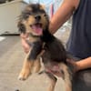 Kleinbleibende Kimberley sucht Zuhause