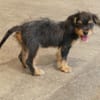 Kleinbleibende Kimberley sucht Zuhause