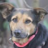 Valeska eignet sich als Familienhund