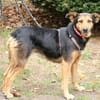 Valeska eignet sich als Familienhund