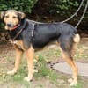 Valeska eignet sich als Familienhund