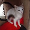 LOKI