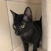 BAGHEERA