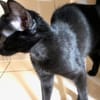 BAGHEERA