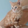ABRICOT  A RESERVER