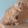 ABRICOT  A RESERVER