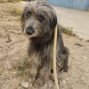 DARIO (Patas jumila)