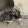 DARIO (Patas jumila)