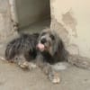 DARIO (Patas jumila)