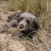 DARIO (Patas jumila)
