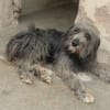 DARIO (Patas jumila)