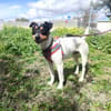 CHICO