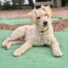 POLAR (Martina)