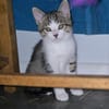 ZAZOU