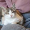 LYRA