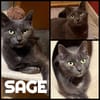 SAGE