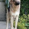 Buffy sucht ihre Familie