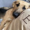 Buffy sucht ihre Familie