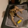 Buffy sucht ihre Familie