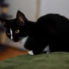 Katzenkind MOMO sucht Zuhause!
