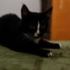 Katzenkind MOMO sucht Zuhause!