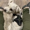 Loki  kleiner Kämpfer sucht endlich Sic