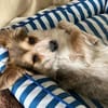 Mocca - freundlich, verspielt - in DE