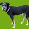 Zara sucht liebe Menschen