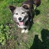 🌸 Lady  die sanfte Husky-Schäferhundin