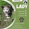 🌸 Lady  die sanfte Husky-Schäferhundin