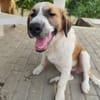 Jumbo sucht seine Familie