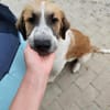 Jumbo sucht seine Familie
