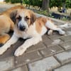 Jumbo sucht seine Familie