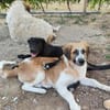 Jumbo sucht seine Familie